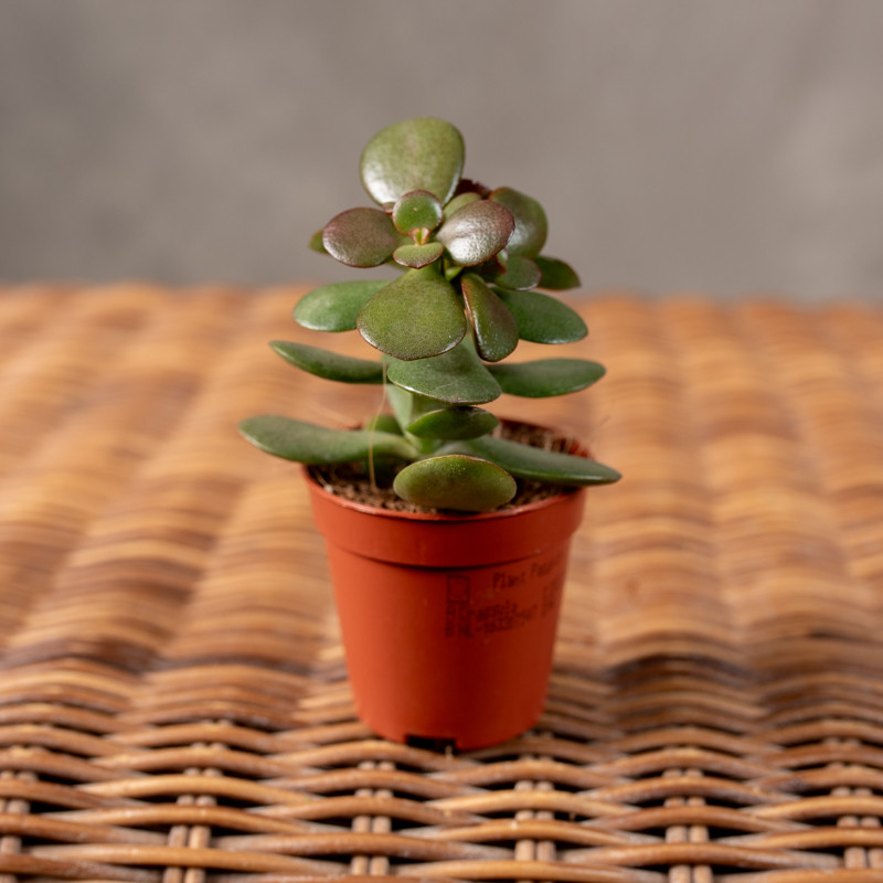 Grubosz 'Minor' | Mini