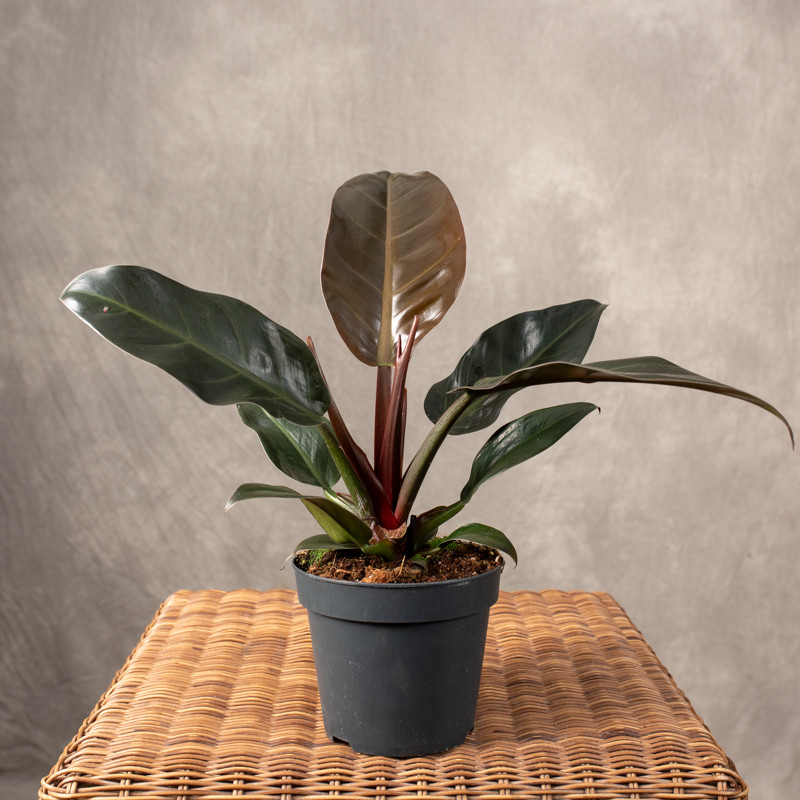 Filodendron 'Imperial Red'