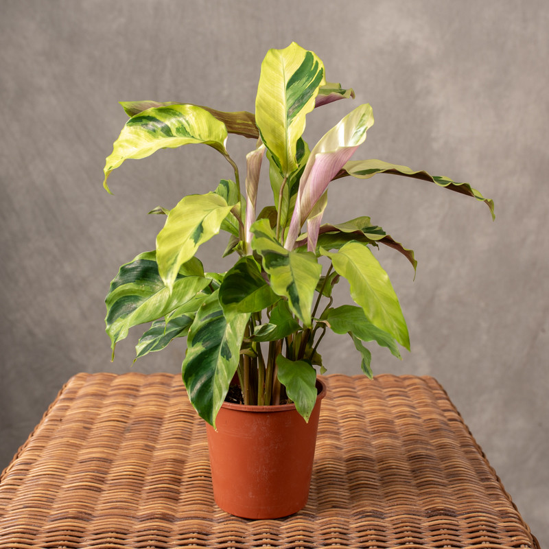 Kalatea 'Fusion Yellow'