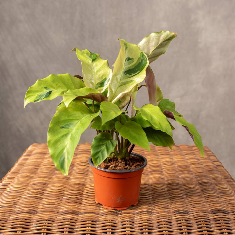 Kalatea 'Fusion Yellow' | Mała