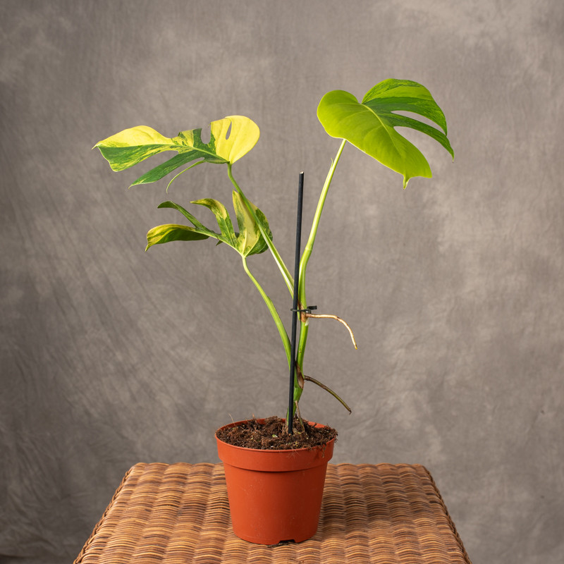 Monstera 'Pom Pom'