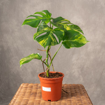 Monstera deliciosa 'Aurea'