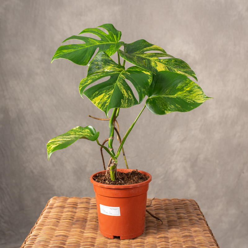 Monstera deliciosa 'Aurea'