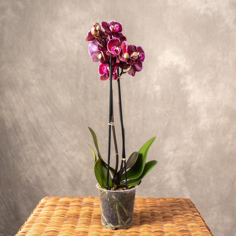 Storczyk fioletowy | 2 pędy