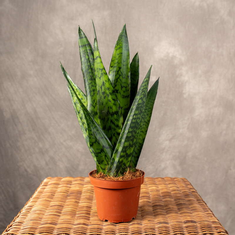 Sansewieria zeylanica 'Musica'