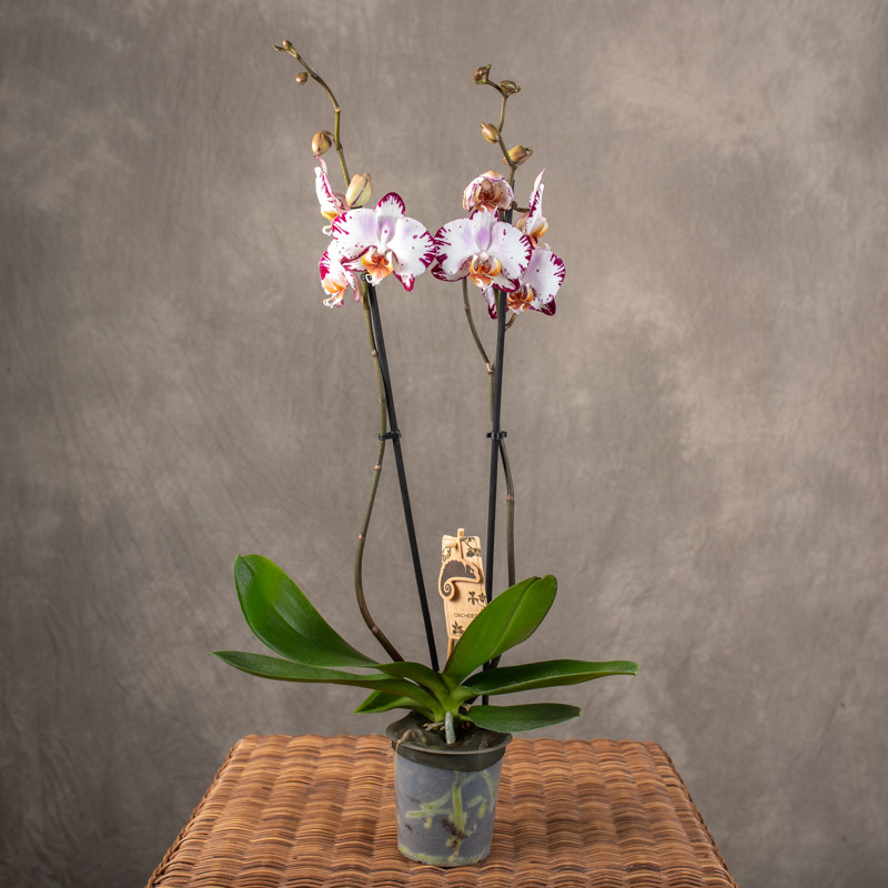 Storczyk biały nakrapiany |...