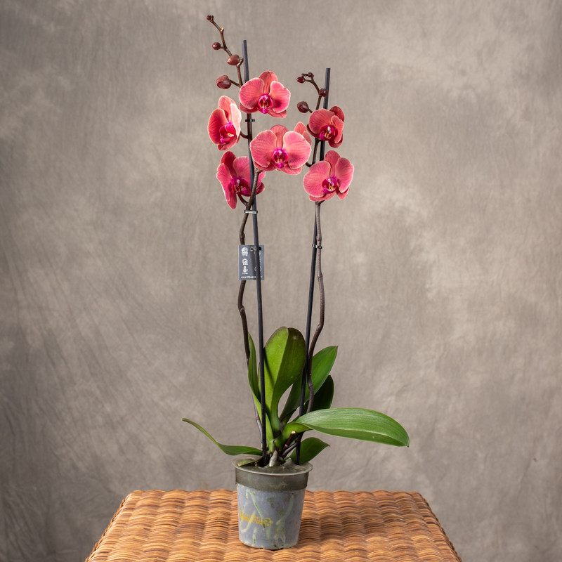 Storczyk koralowy | 2-pędowy