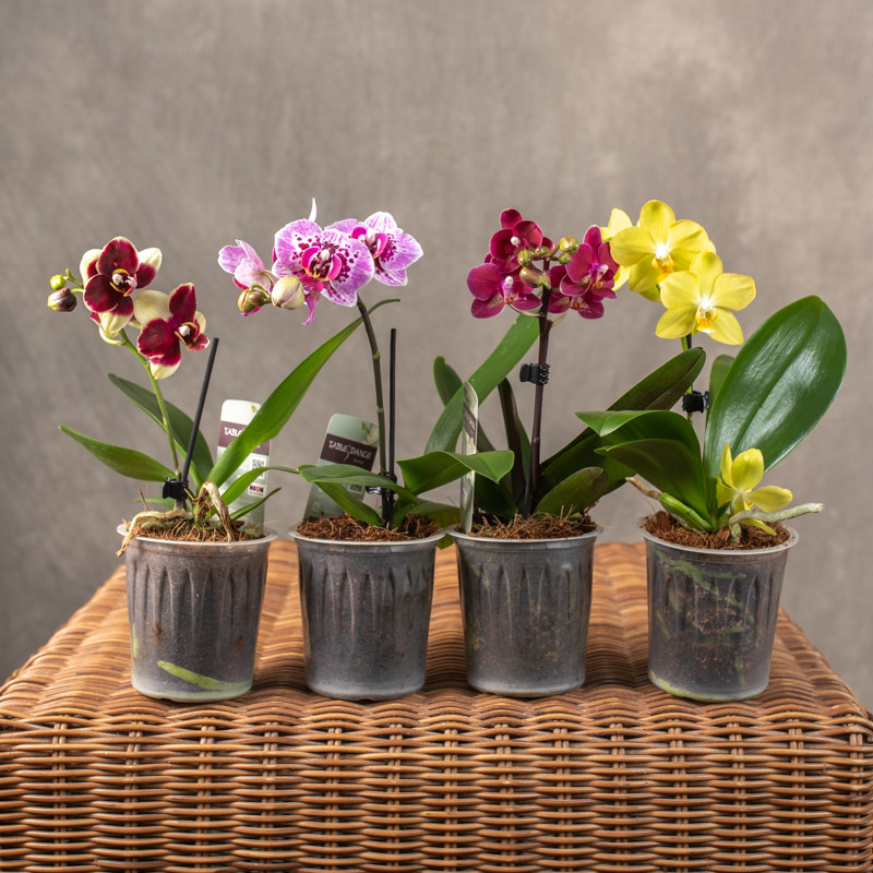 Storczyk miniatura | Mix...