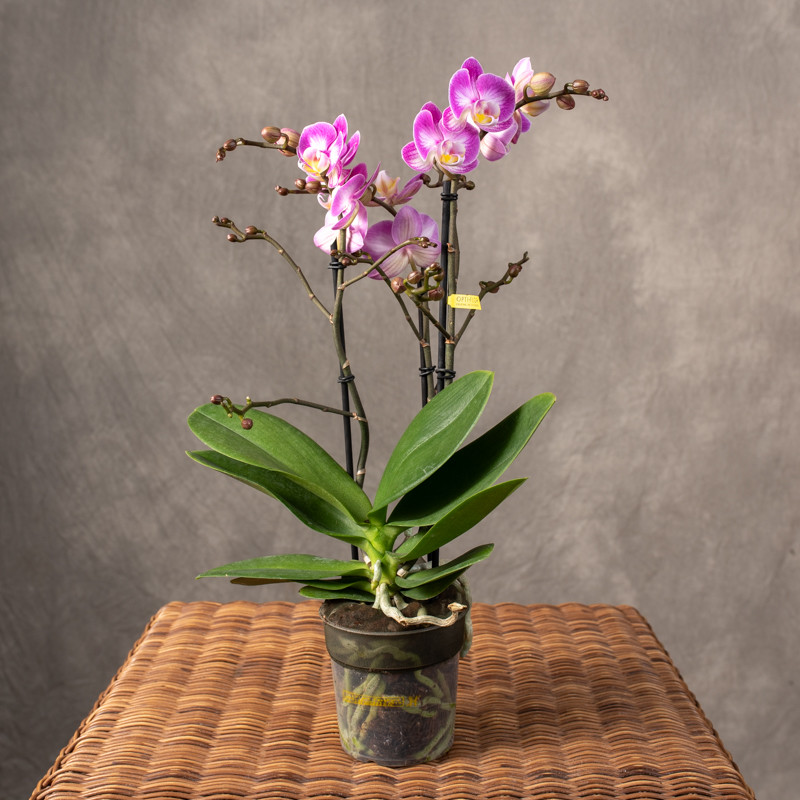 Storczyk Multiflora | Różowy