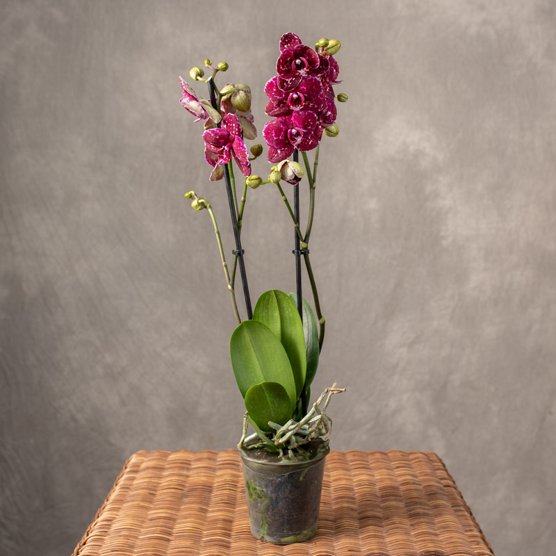 Storczyk pstrokaty | 2-pędowy