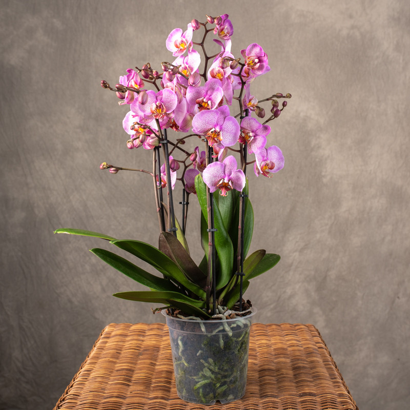 Storczyk różowy | Duży