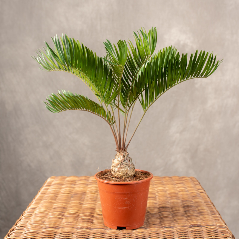 Zamia floridana