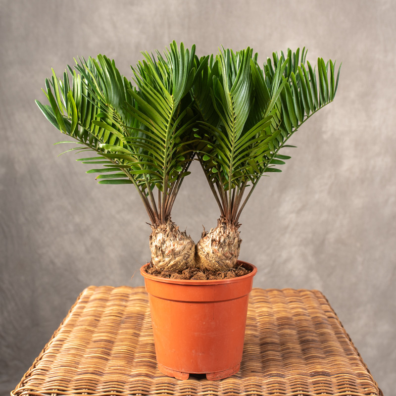 Zamia floridana | Duża