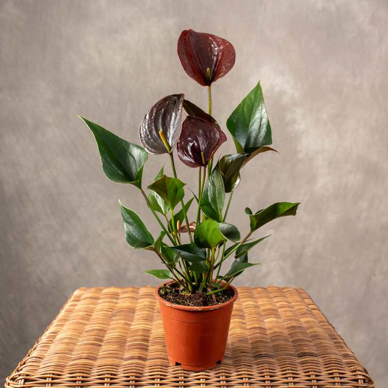 Anturium 'Chocolate Love'