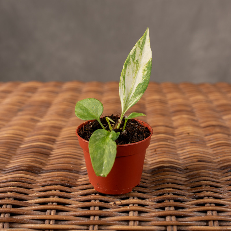 Anturium Vittarifolium...