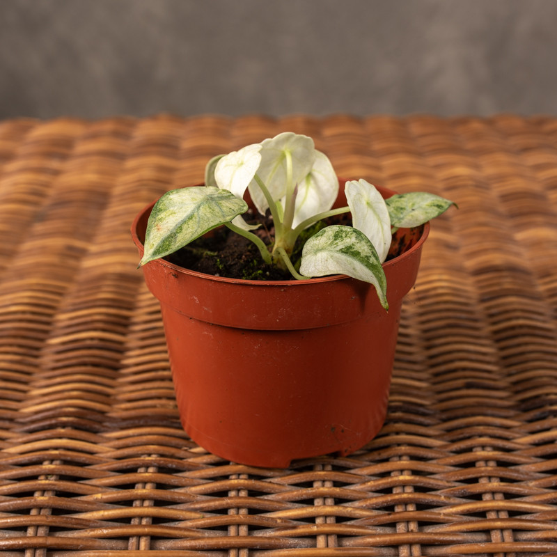 Alokazja Ninja Tricolor