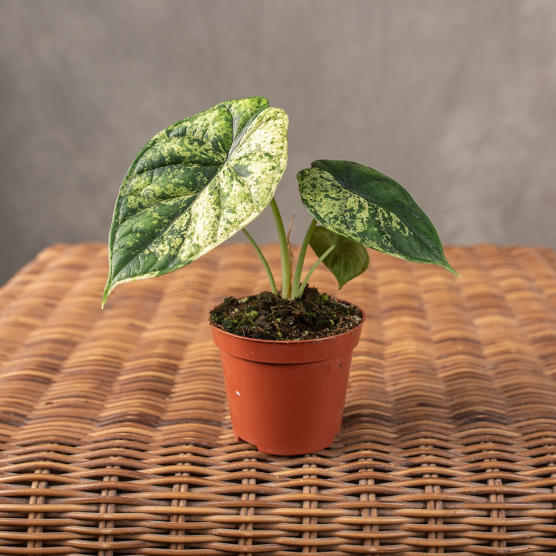 Alokazja 'Dragon Scale'...