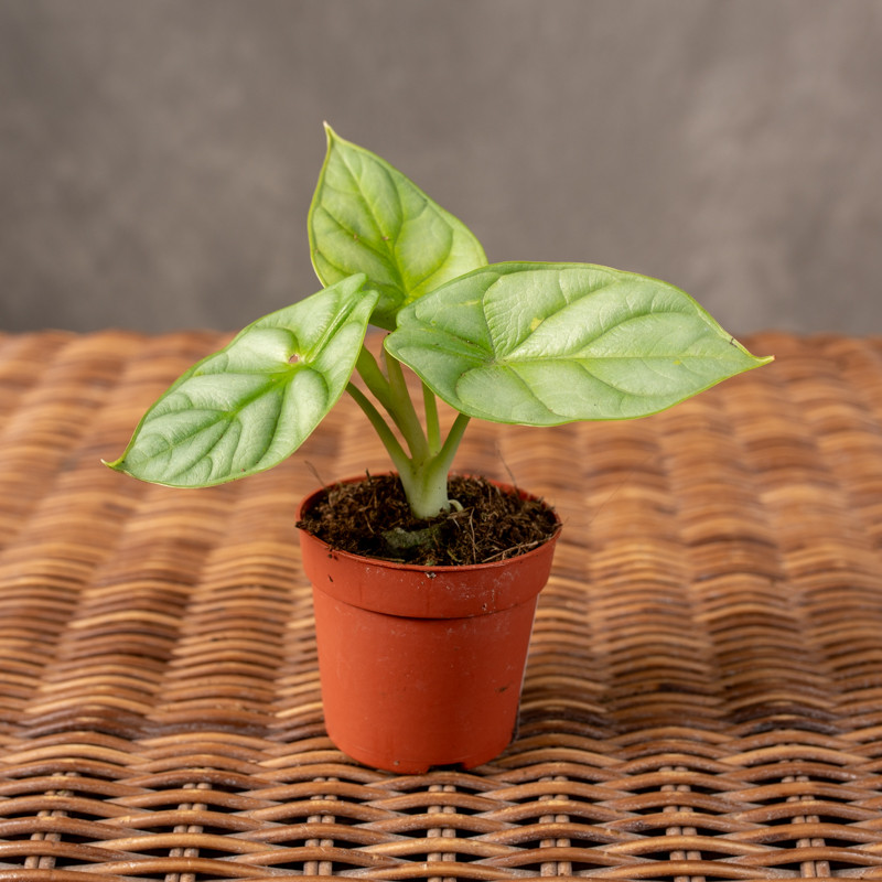 Alokazja 'Dragon Gold' | Mini