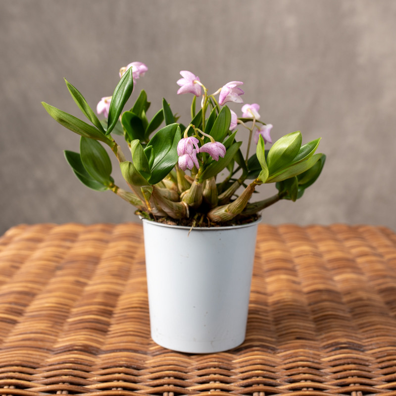Dendrobium kingianum | Różowe