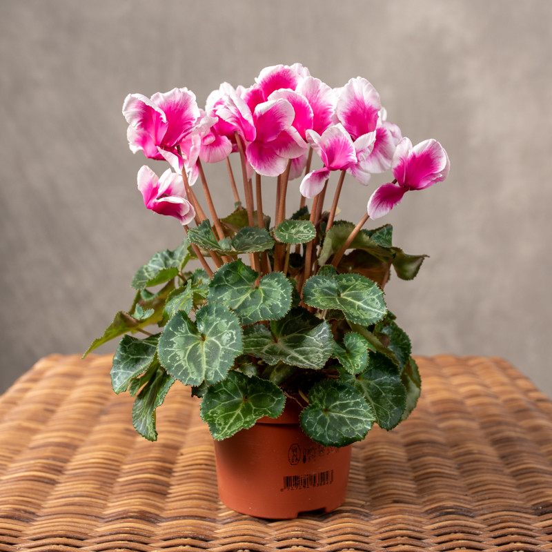 Cyklamen 'Abanico' | Różowy