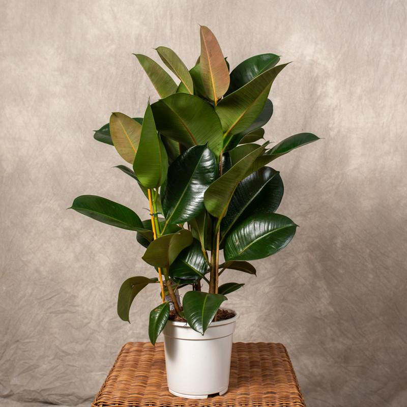 Fikus 'Robusta' | 3 pędowy