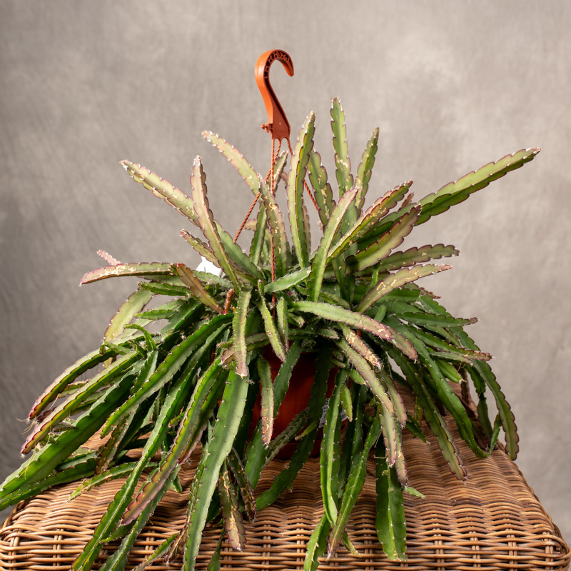 Lepismium cruciforme 'Red Tip'