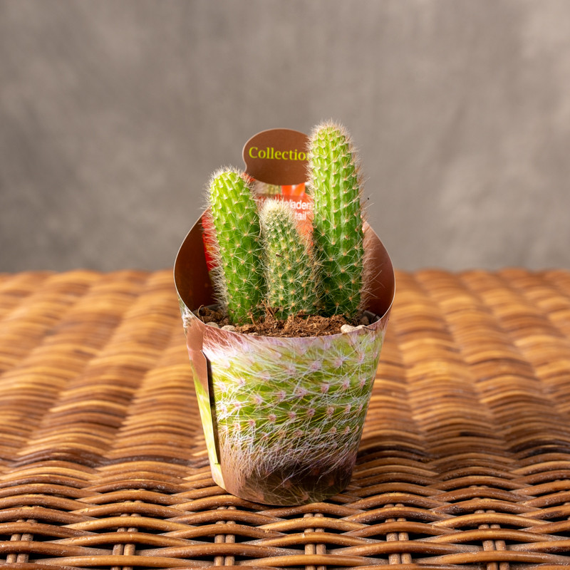 Kaktus Hildewintera...