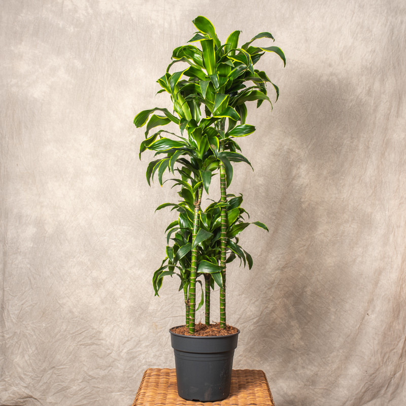 Dracena fragrans 'Dorado' |...