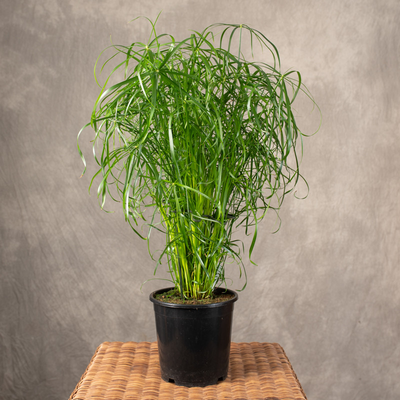 Cyperus 'Alternifolius' | Duży