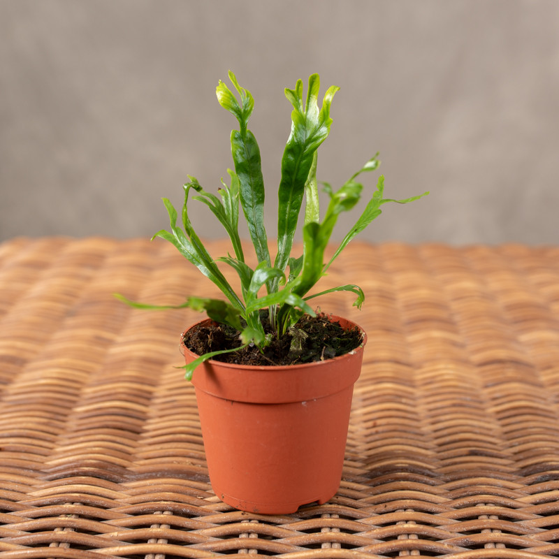 Asplenium nidus 'Crissie' |...