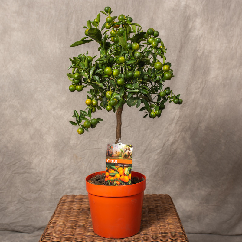 Kalamondyna | Na pniu