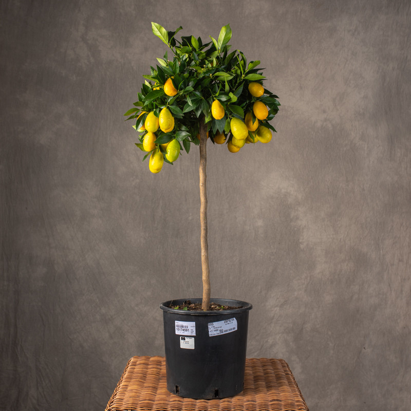Limequat | Drzewko cytrusowe