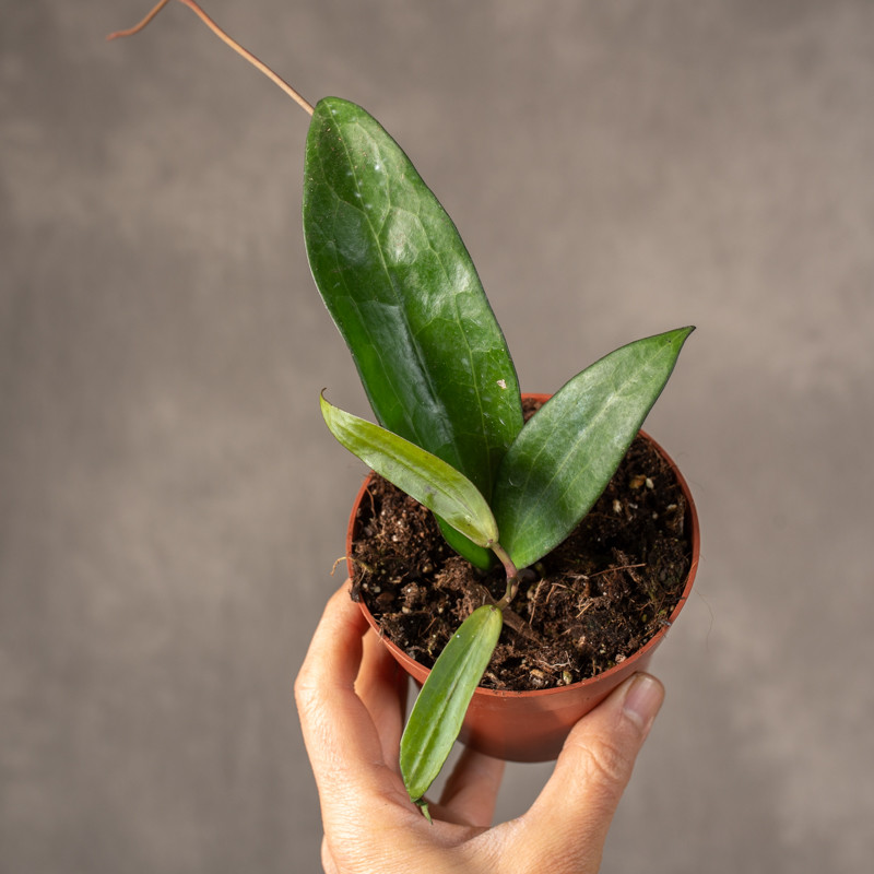 Hoja 'Cinnamomifolia'