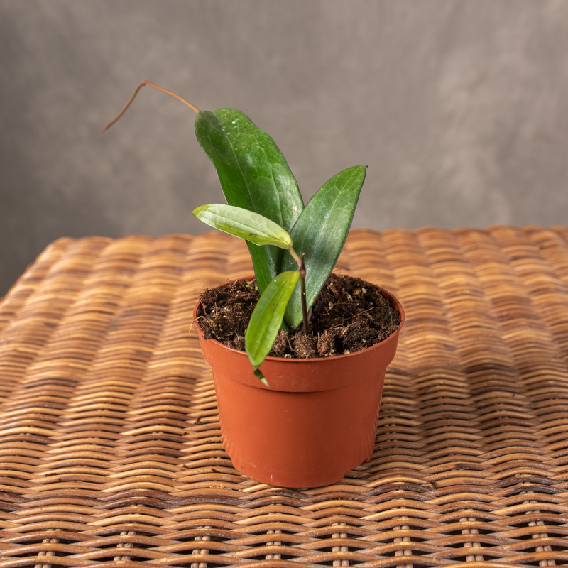 Hoja 'Cinnamomifolia'