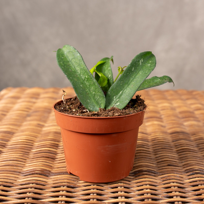 Hoja 'Pandurata splash'