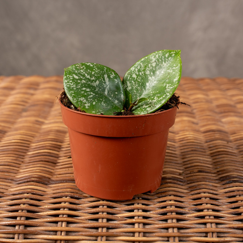 Hoja parasitica 'Splash'