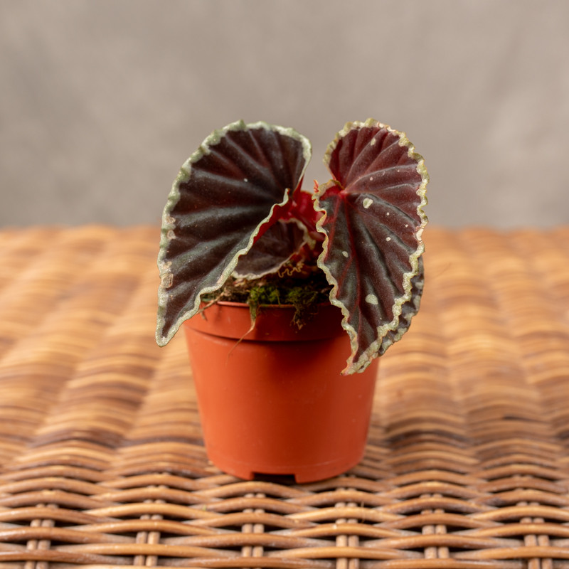 Begonia Darthvaderiana...