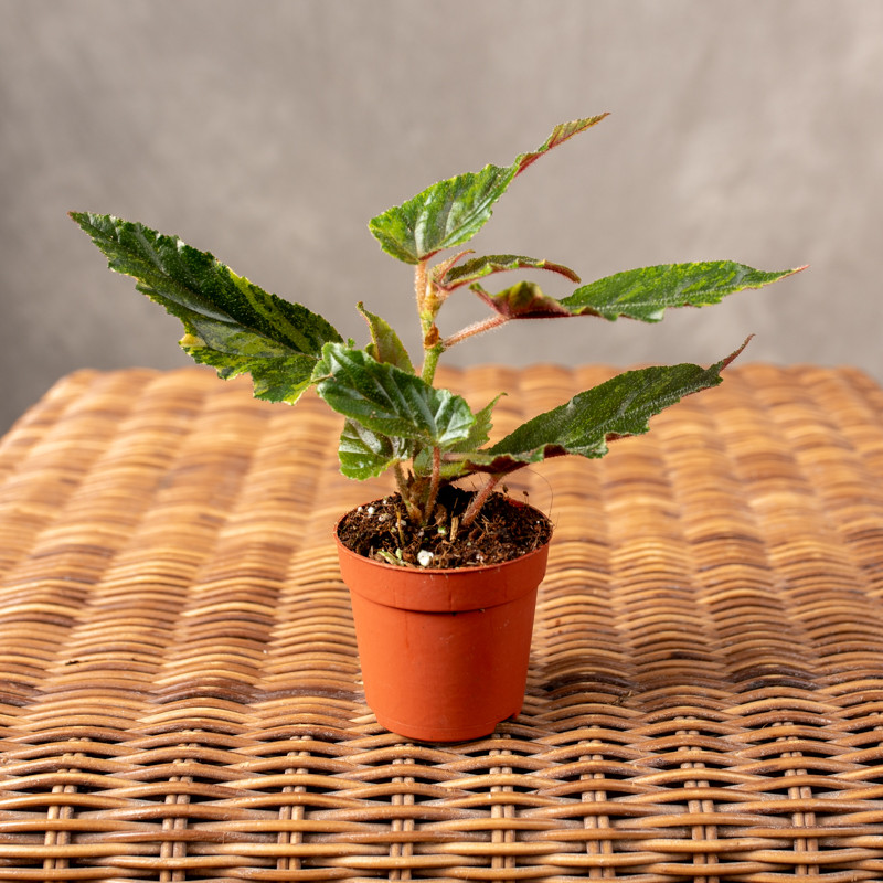 Begonia 'Ginny Galaxy'...