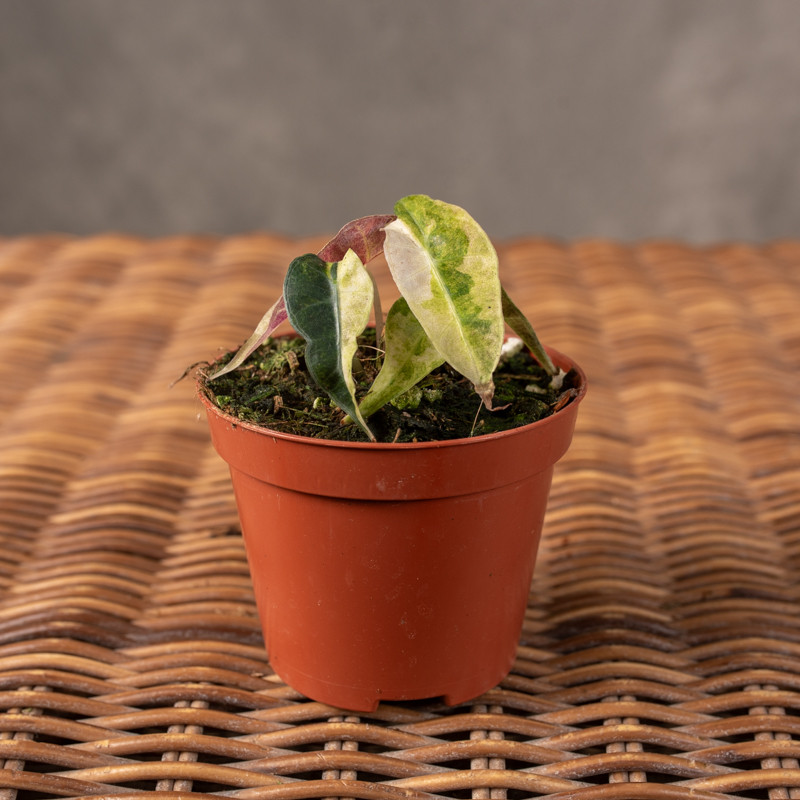 Alokazja 'Polly' Yellow...