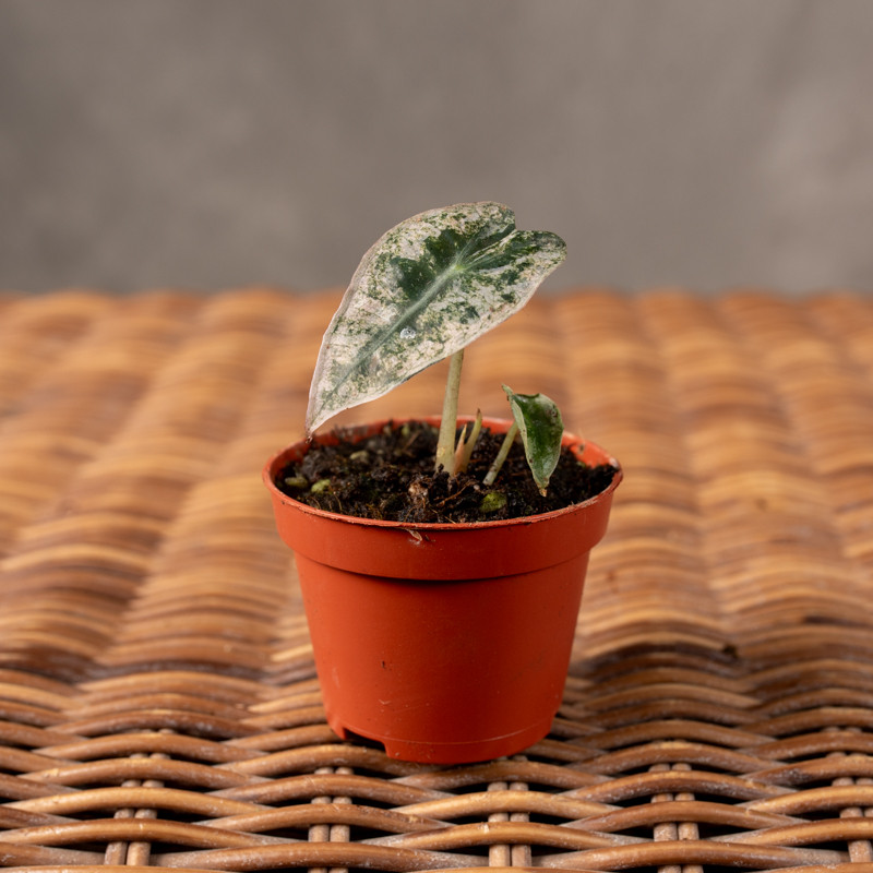 Alokazja 'Polly' Variegata