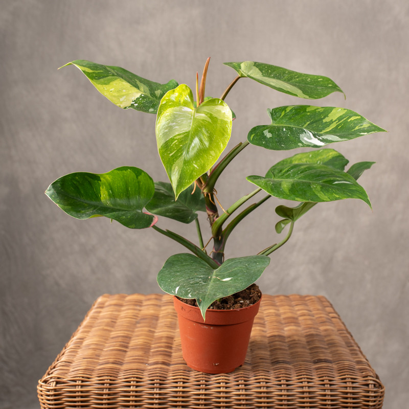 Filodendron 'Fresh Aurea'