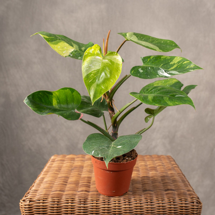 Filodendron 'Fresh Aurea' | Tomaszewski
