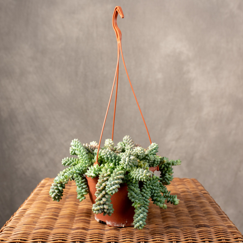 Sedum burrito | Wiszące