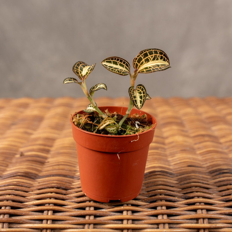 Anoectochilus siamensis...