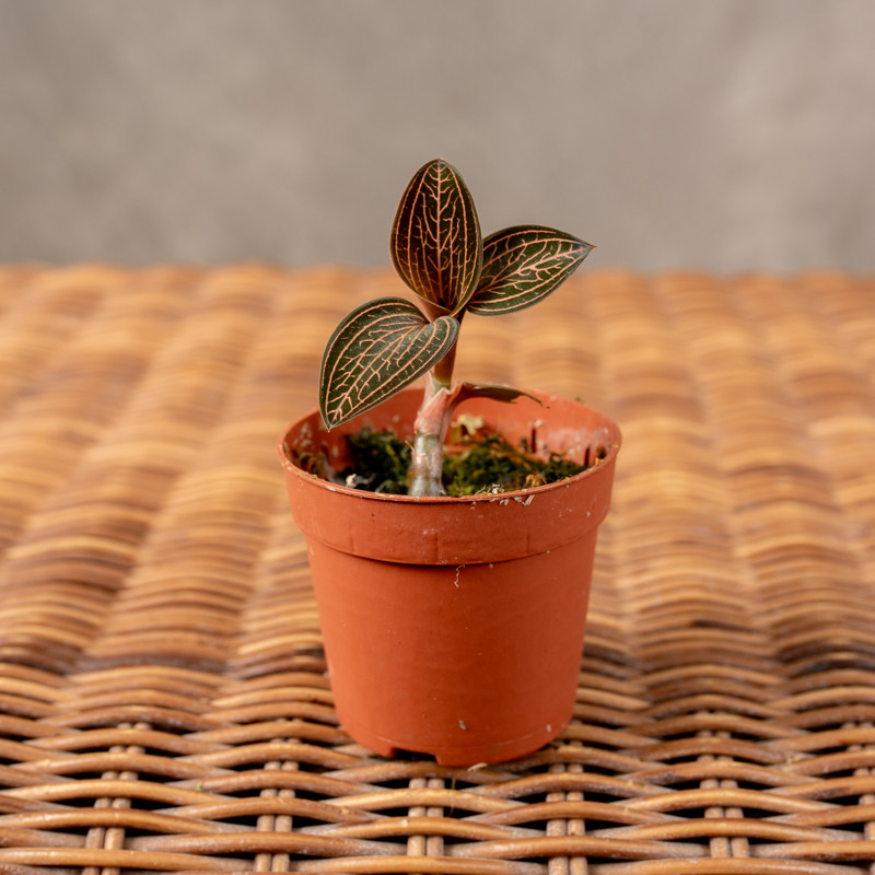 Ludisia discolor | Jewel...