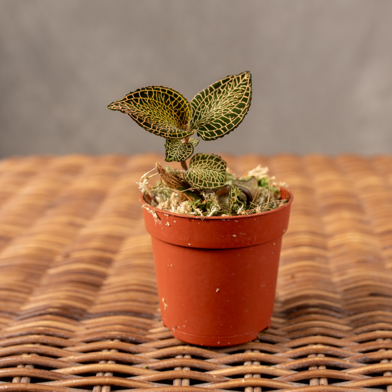 Anoectochilus roxburghii |...