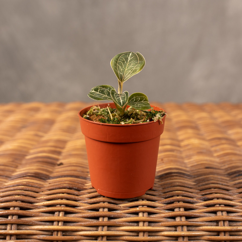 Anoectochilus burmannicus |...