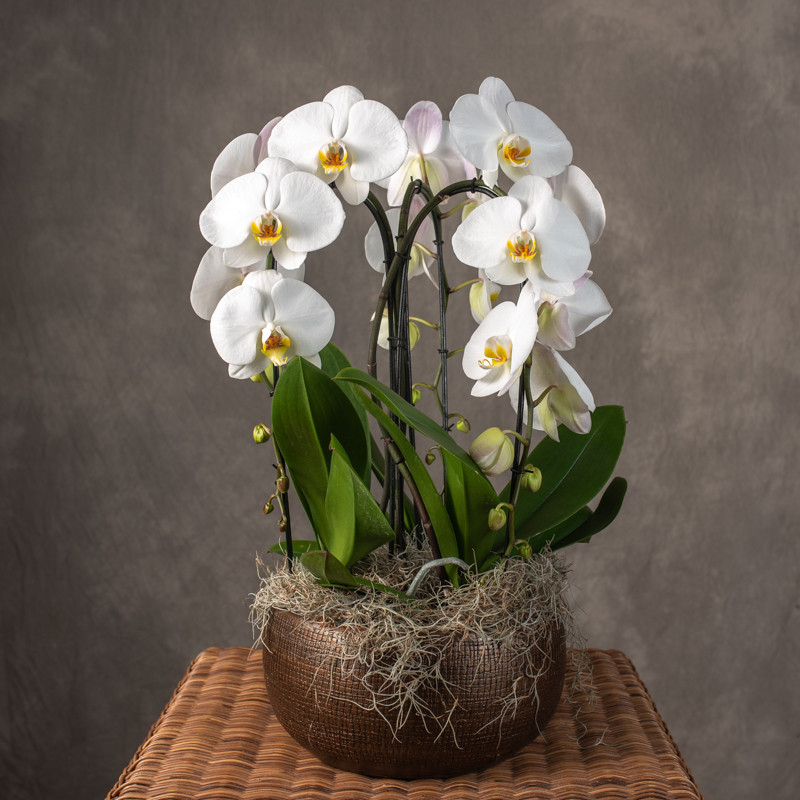 Storczyk kaskada biały |...