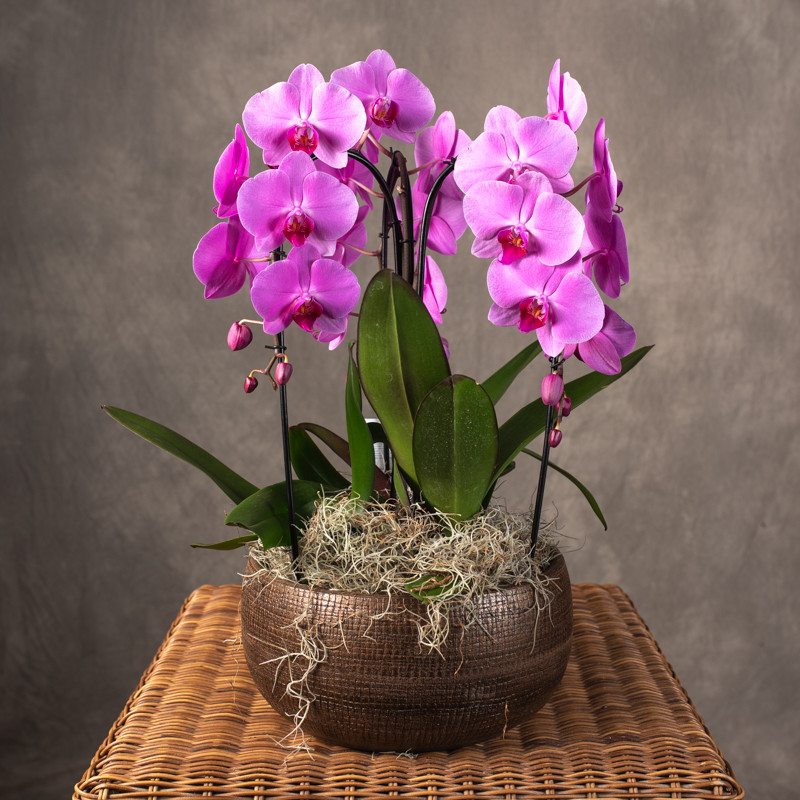 Storczyk kaskada różowy|...