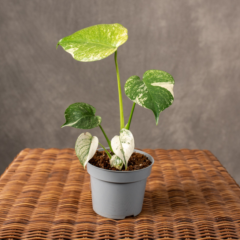 Monstera 'Mint' | Mała